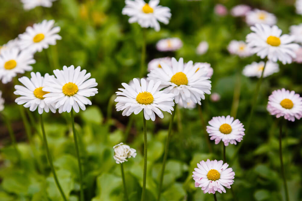 デージーの花