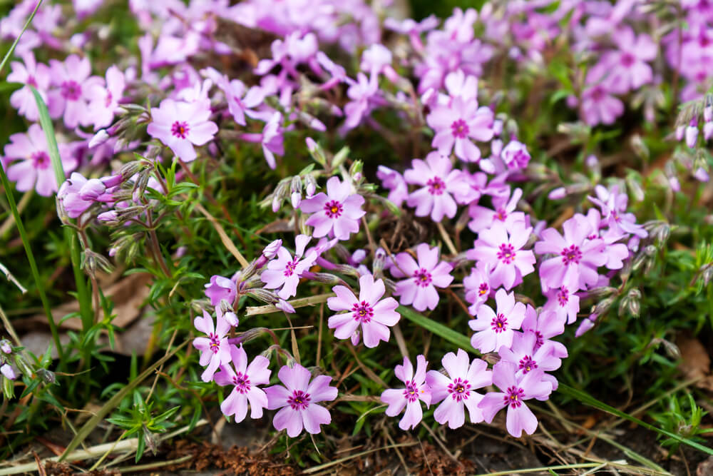 ピンクの芝桜