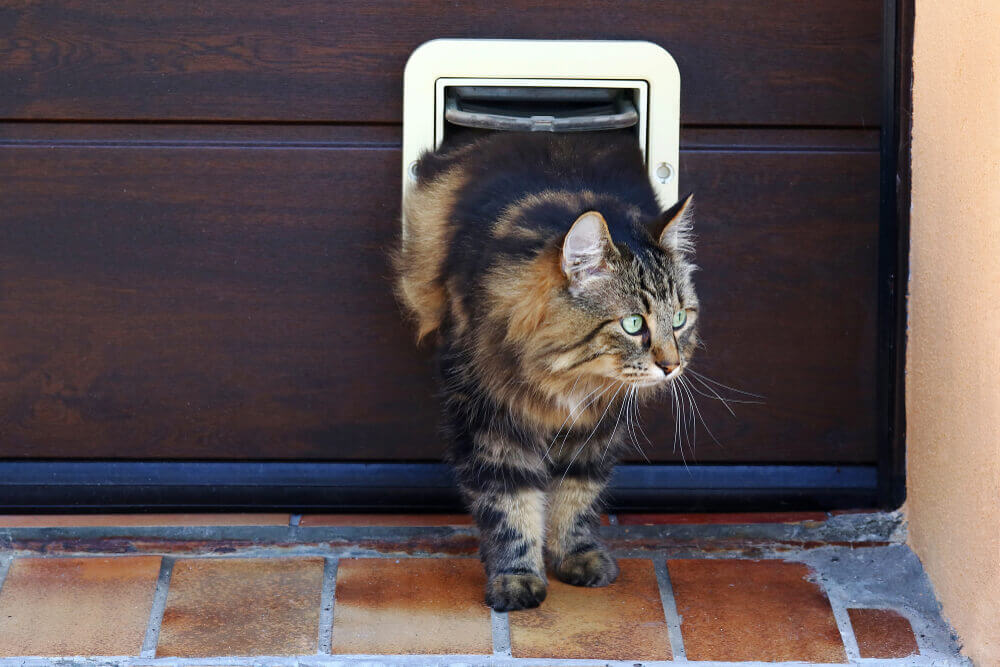 猫用ドアを通る猫