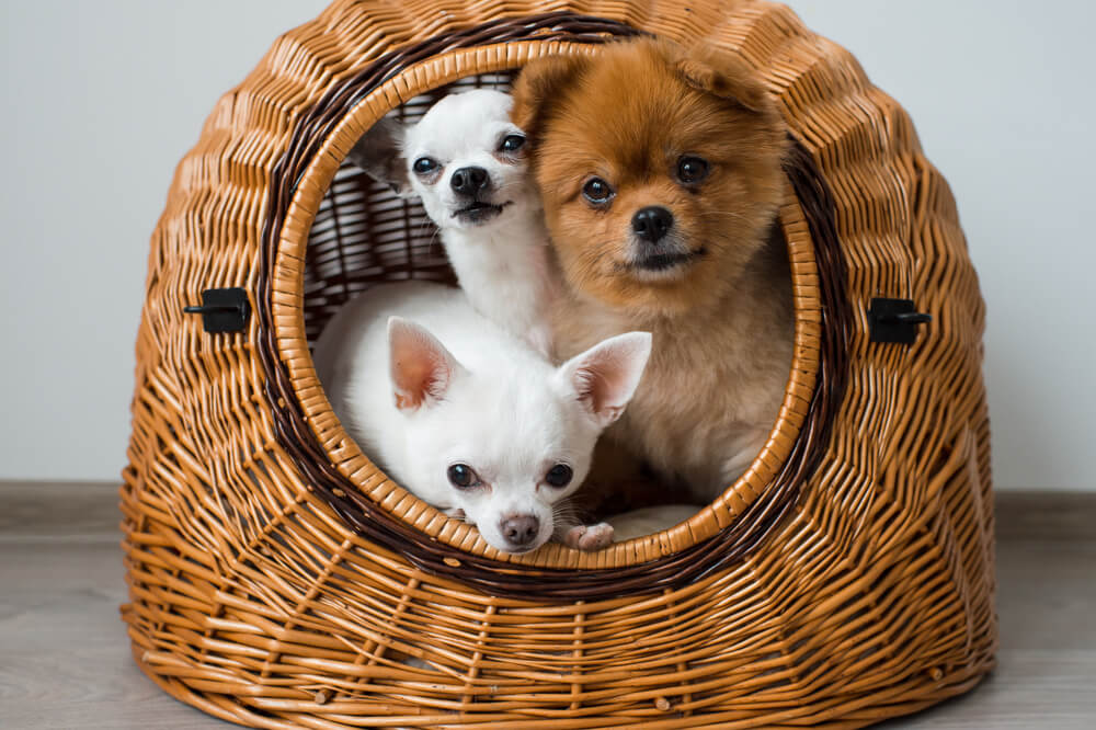 ペットハウスに入っている3匹の犬