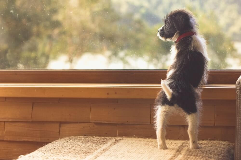 窓から外を見ている子犬