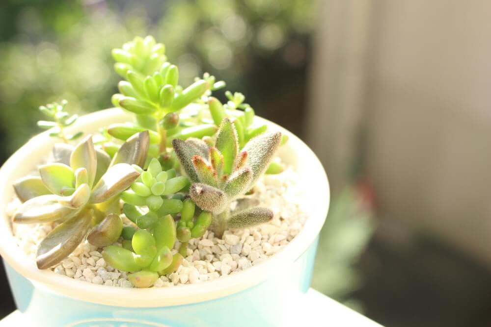 鉢植えに入った多肉植物