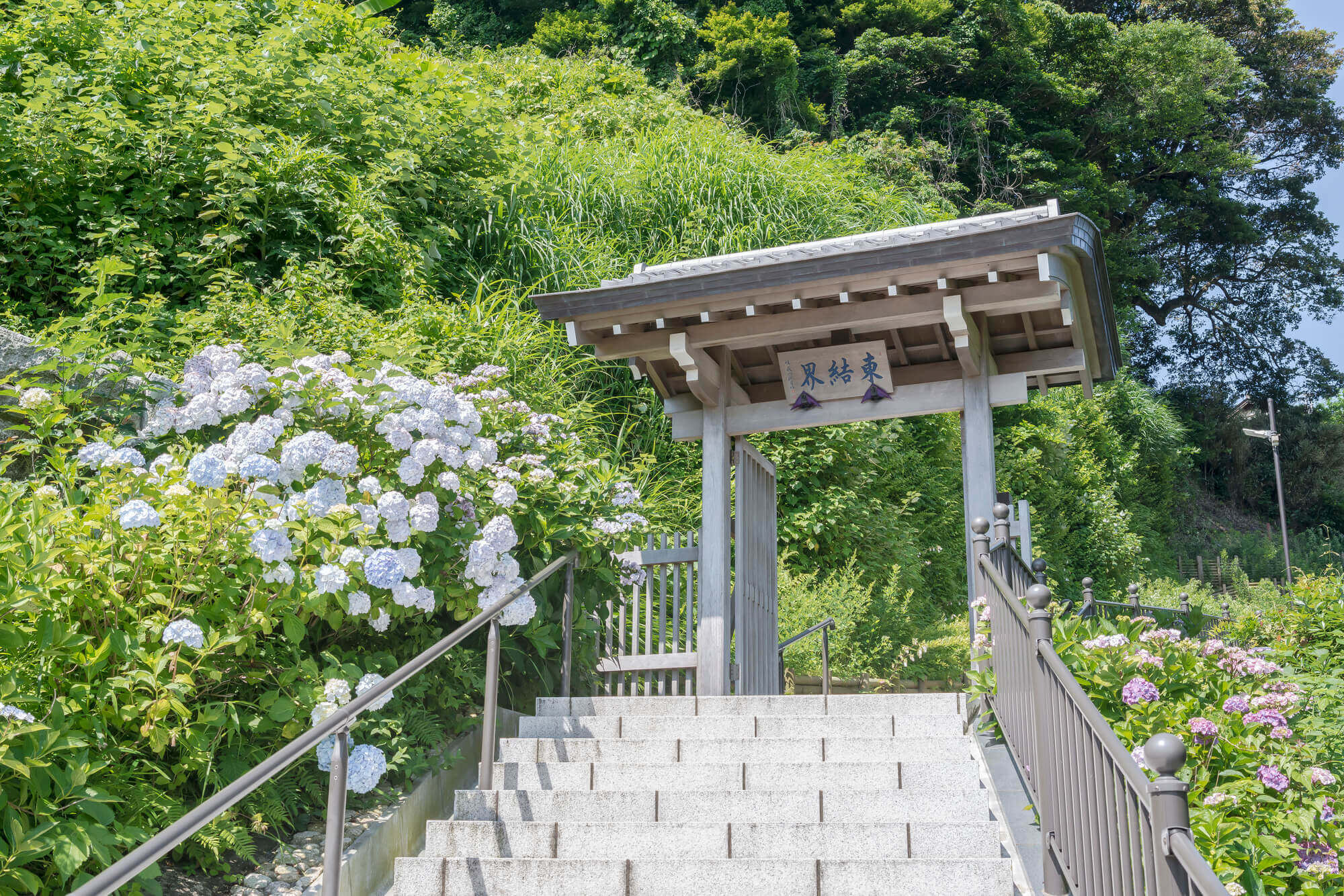 極楽寺のアジサイ